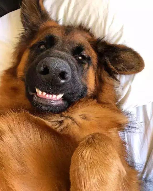 狗狗的十种禁忌食物,狗狗十大禁忌食物