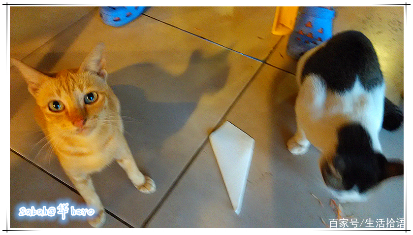 马来西亚沙巴行最新视频,马来西亚沙巴5天游