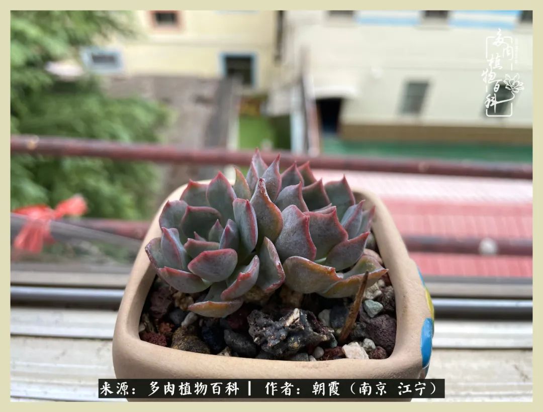 多肉最美的飘枝品种,多肉最美老桩