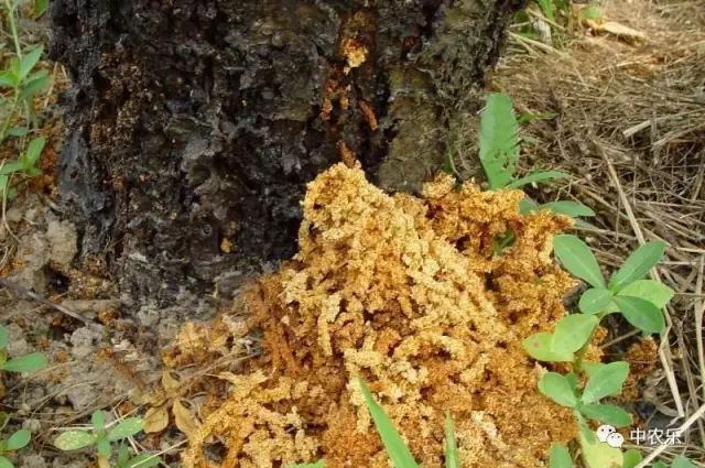 防治果园天牛最佳方法,天牛综合防治知识