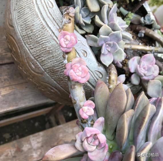 紫乐单头多头哪个好,紫乐单头怎么爆多头