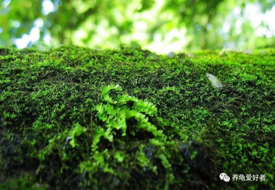 养龟水起青苔怎么办,怎么在龟背上养青苔