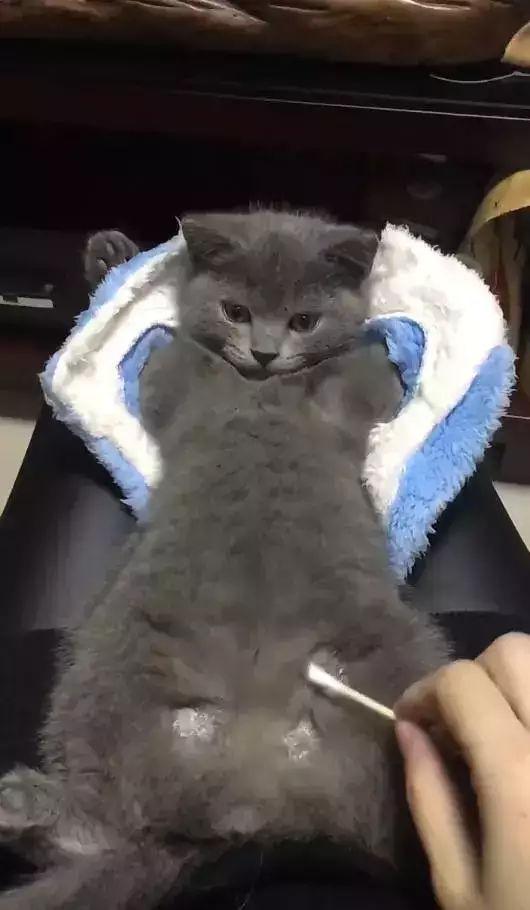 猫癣治疗不干净,猫癣怎么才是痊愈了