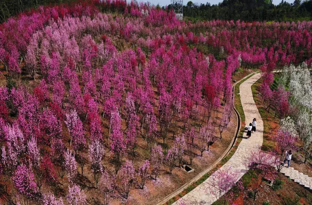 桃花源又见桃花开,盛景等君来,你若不来、花为谁开?