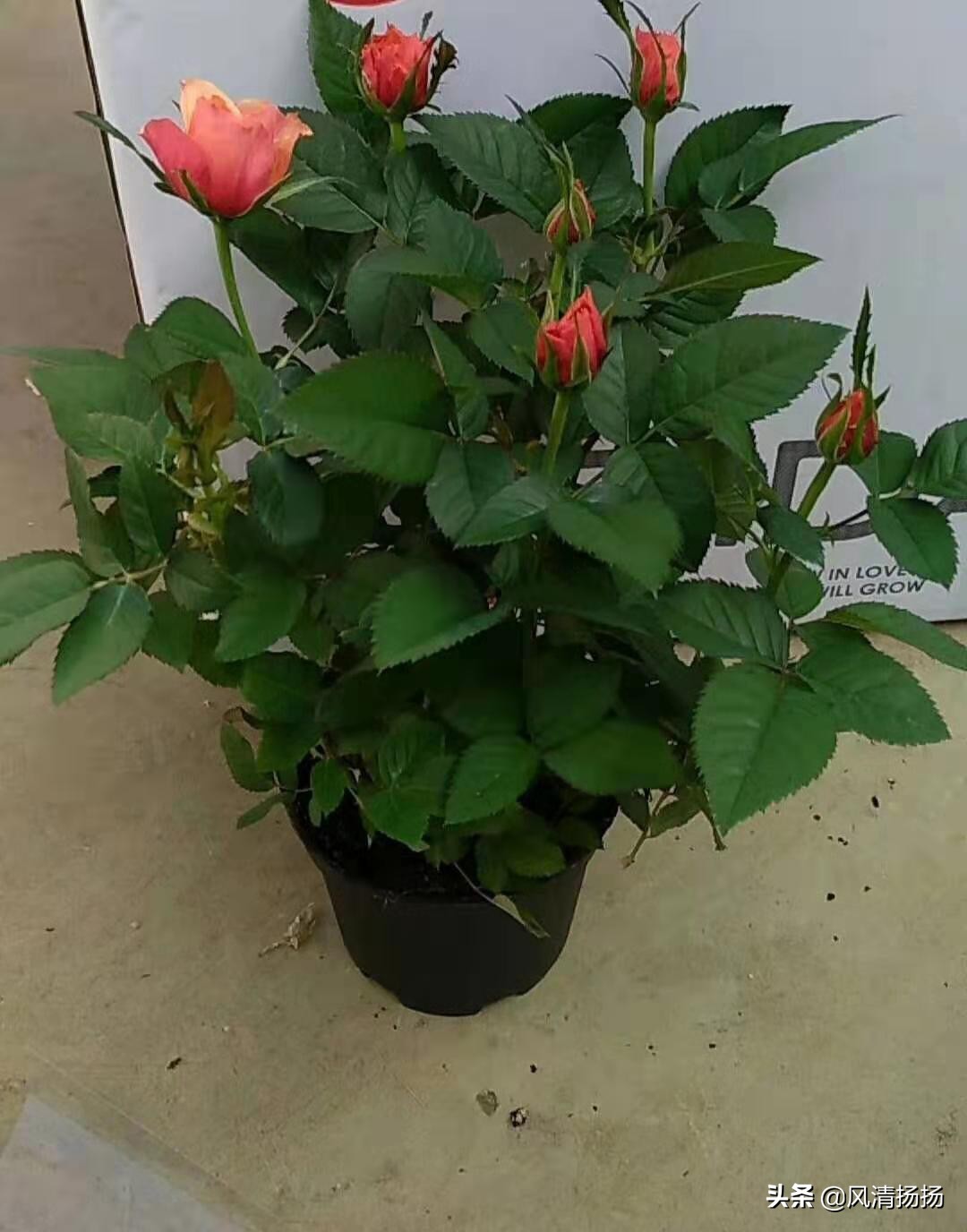 迷你小玫瑰怎样养活,迷你小玫瑰花怎么养才不会枯萎