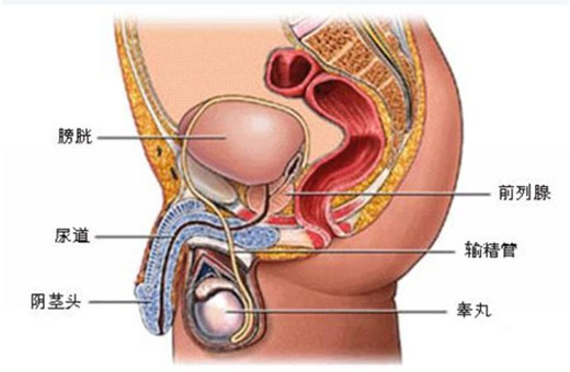 尿频尿路感染了吃什么饭,尿频尿急尿路感染吃什么保健品好