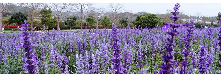 惠州南昆山不花钱旅游攻略,惠州旅游攻略推荐一下