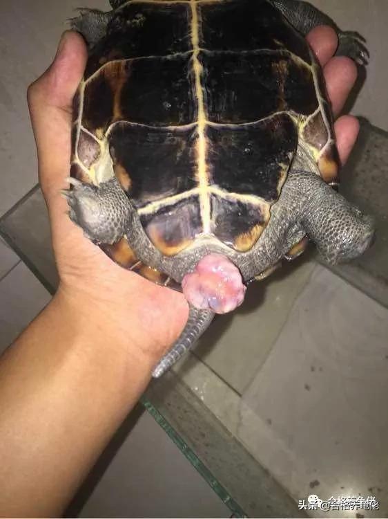 龟脱肛的原因和治疗方法,小青龟脱肛