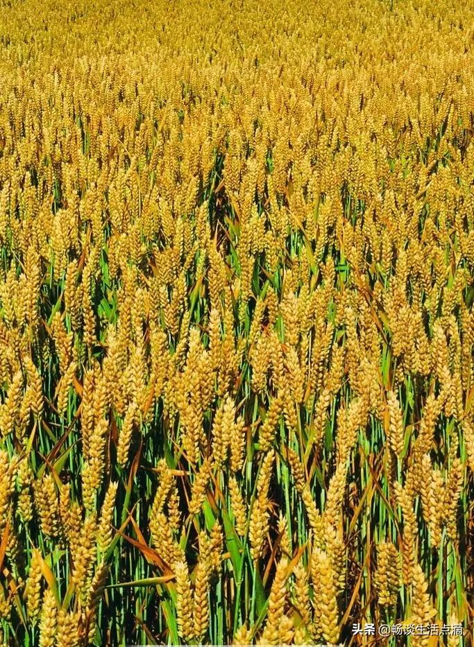 重阳节这天看谚语咋预测晴天雨天,重阳节预测年景