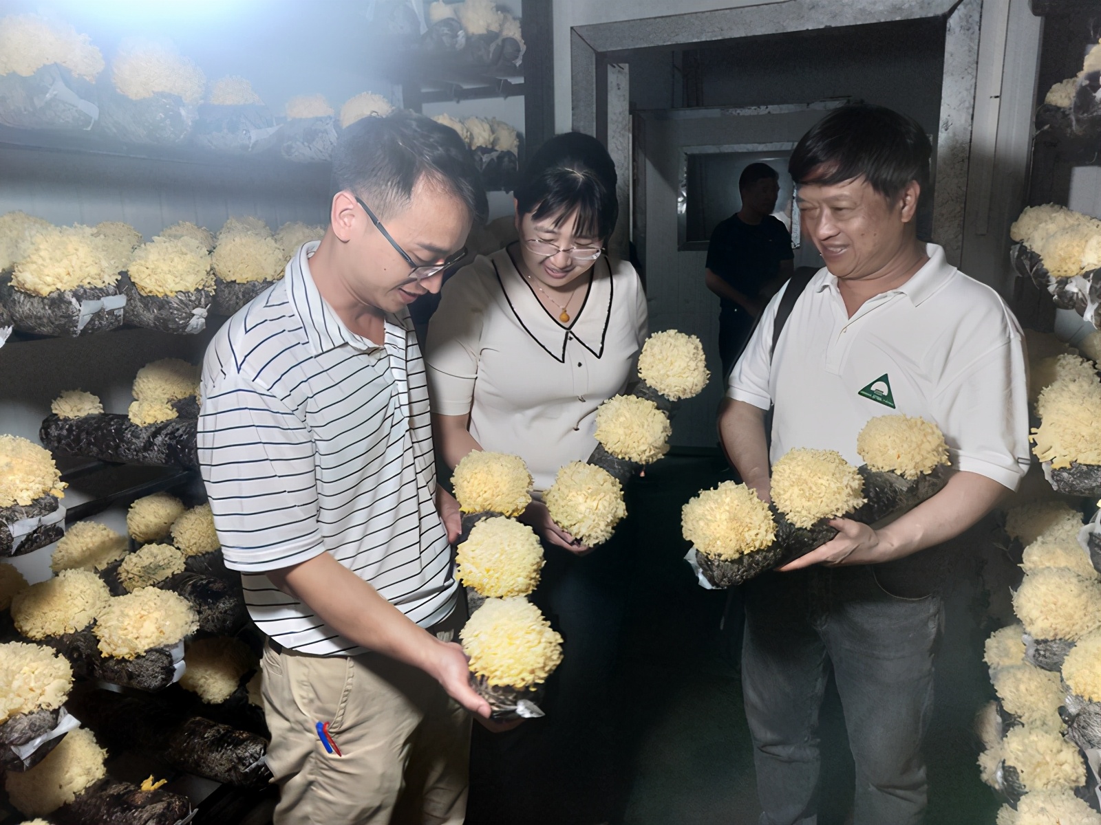 银耳家族再添新成员——“绣银1号”