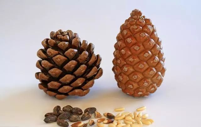 捡来的松果不要扔其实它大有用处,路上捡的小松果不要扔