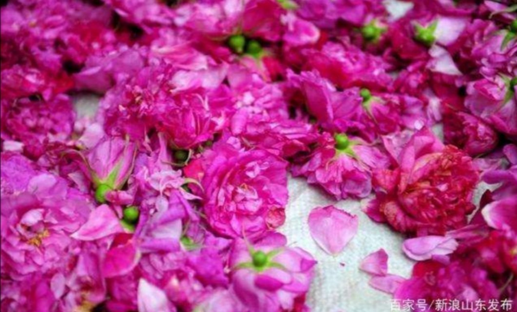 告白要送多少玫瑰花,表白可以送999朵玫瑰花吗