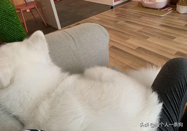 萨摩耶怎么撒娇的,萨摩耶乖巧可爱卖萌撒娇