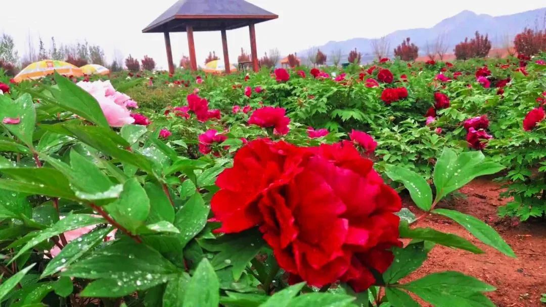华酝牡丹园紫藤花,华酝牡丹园格桑花