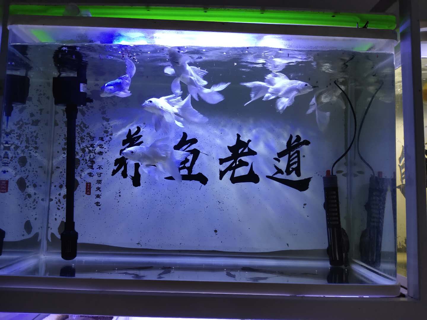 为什么水温高就会死鱼,观赏鱼都是被烫死了吗?根本不是