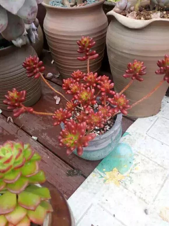 多肉虹之玉开花,多肉虹之玉长白霜