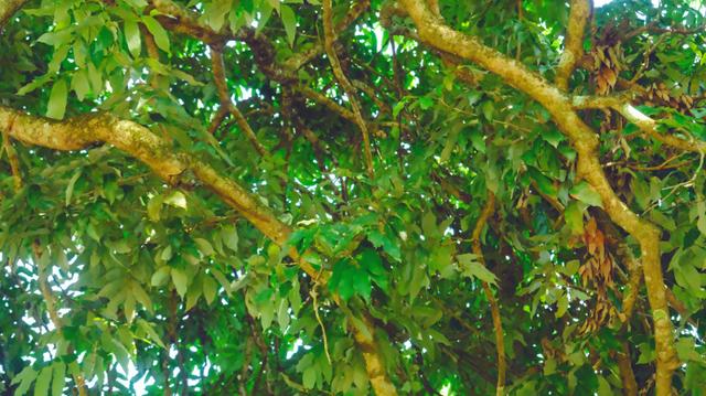 古寨、夕阳、界碑、待嫁的壮族姑娘，广西，原来这么美