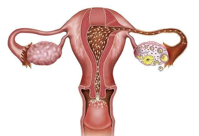备孕很久都没中是排卵期延迟了吗,排卵期提前受孕就早吗