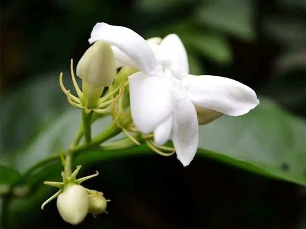 茉莉花买哪种比较好,哪种茉莉花最值得养