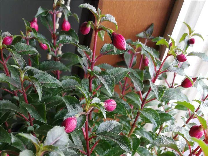 月季常见病害图解,月季枝干高花苞小怎么办