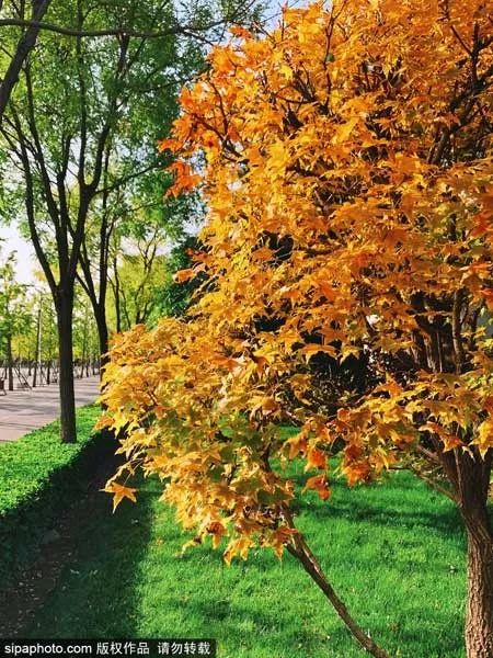 再不去玩就晚了！北京秋游倒计时！爬​山、赏叶、观鸟…随便您怎么嗨！