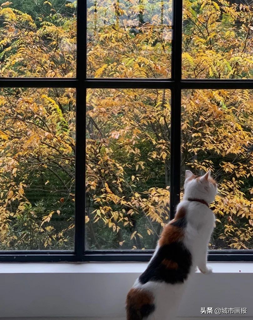 switch动森里的家,动森里的switch