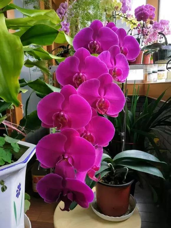 养蝴蝶兰花用营养土可以吗,养蝴蝶兰用苔藓还需要土吗