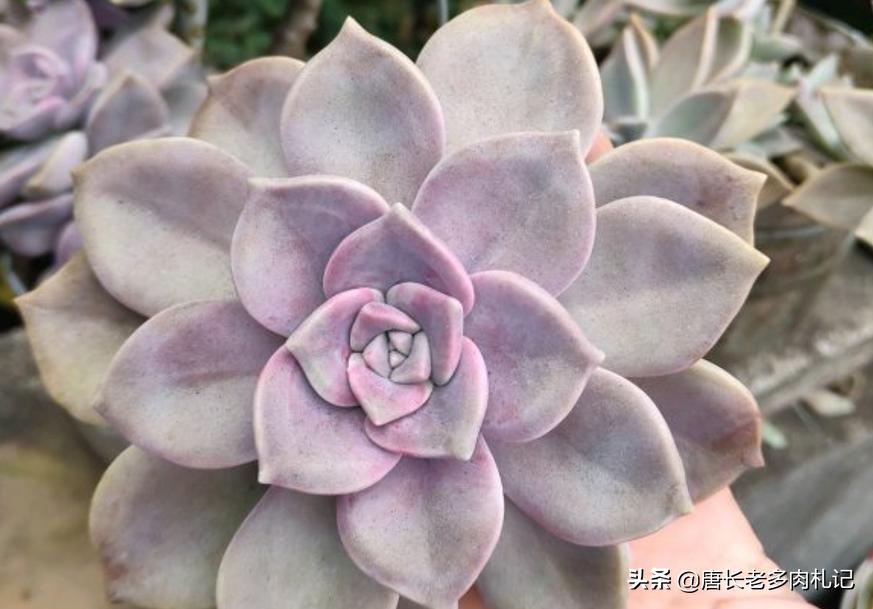 多肉紫蝶老桩,多肉老桩紫雾悬崖桩