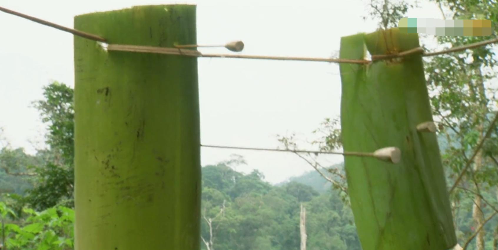 黄喉捕猎猴子全过程,野外捕杀猴子纪录片