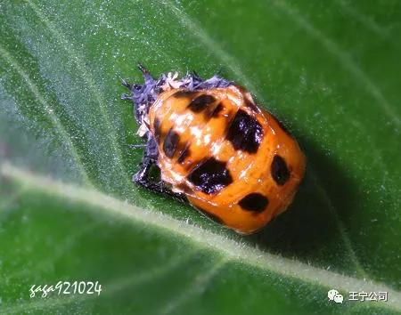 玉米上的虫害打什么药,玉米虫害防治口诀谚语