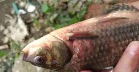 鲫鱼鳃出血能用石灰吗,鲫鱼鳃出血怎么预防