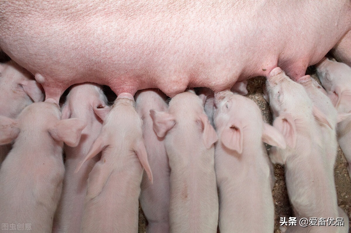 母猪子宫炎症喂什么药最好,母猪的子宫炎用什么药