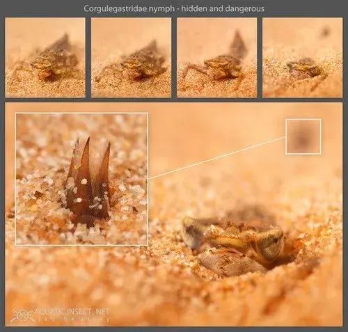 蜻蜓怎么杀死蚊子,蜻蜓是怎么吃蚊子呢