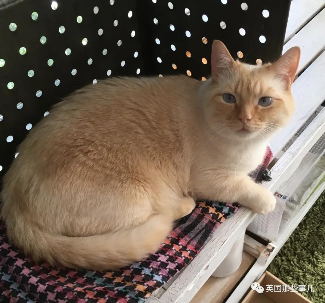 养暹罗等于养好几种猫,重庆暹罗猫变黑了还能白回来吗