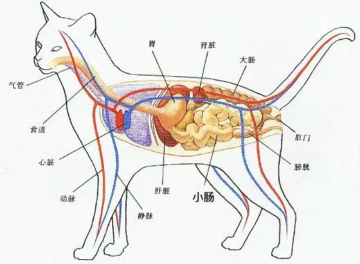 猫咪吐毛球然后连续吐胃液怎么办,猫咪吐毛球怎么解决毛球症