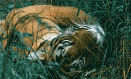 猫薄荷为什么会让猫神魂颠倒,猫薄荷到底有多吸引猫