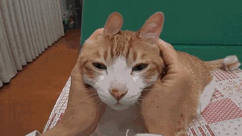 猫粮该如何选择好的品牌,猫粮怎么样选