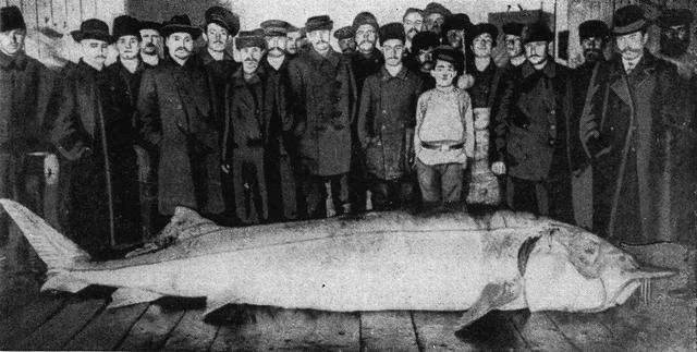 5米重2000斤达氏鳇后续,渔民意外捕获300斤达氏鳇