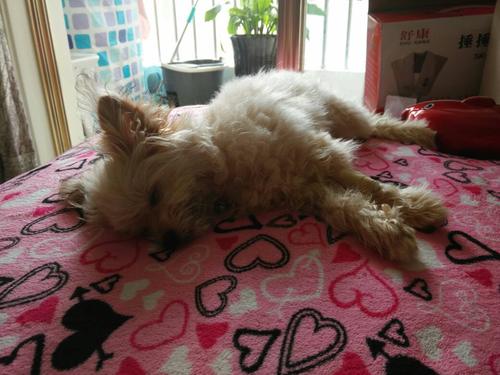 狗狗细小病毒要消毒吗,狗狗细小病毒怎么治疗最佳