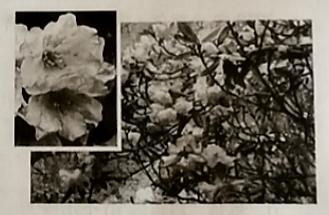 初中生物学业水平考试电子版,初中生物学业水平考试质量分析