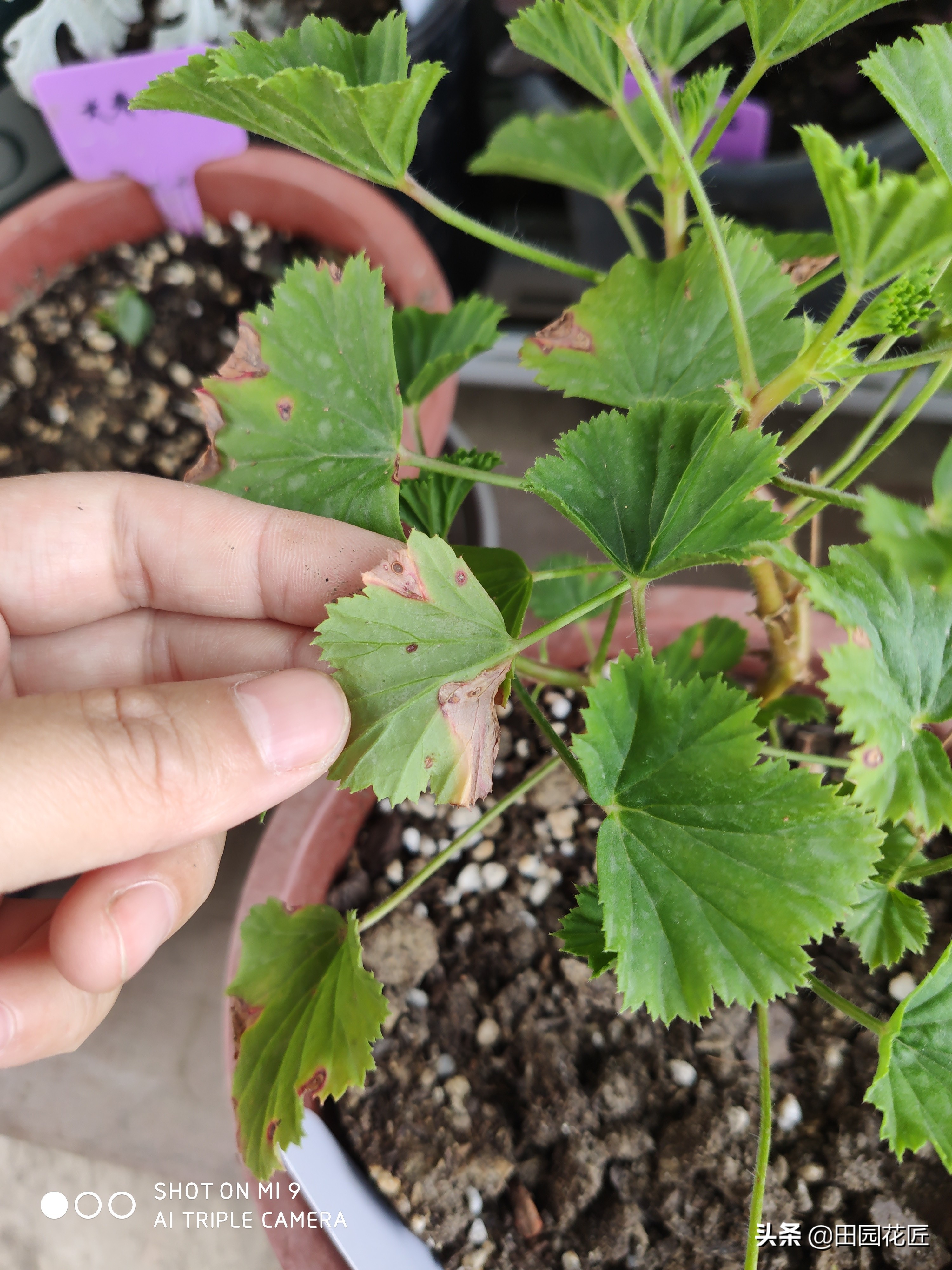 天竺葵黄叶知识,扦插天竺葵用什么药水防烂根