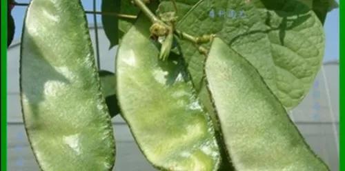 不可小瞧的猫毛,不可小瞧的扁豆