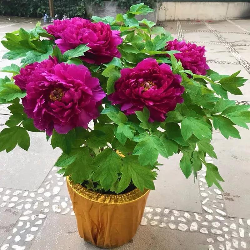 十二生肖对应的幸运花是什么花,十二生肖各该种什么花