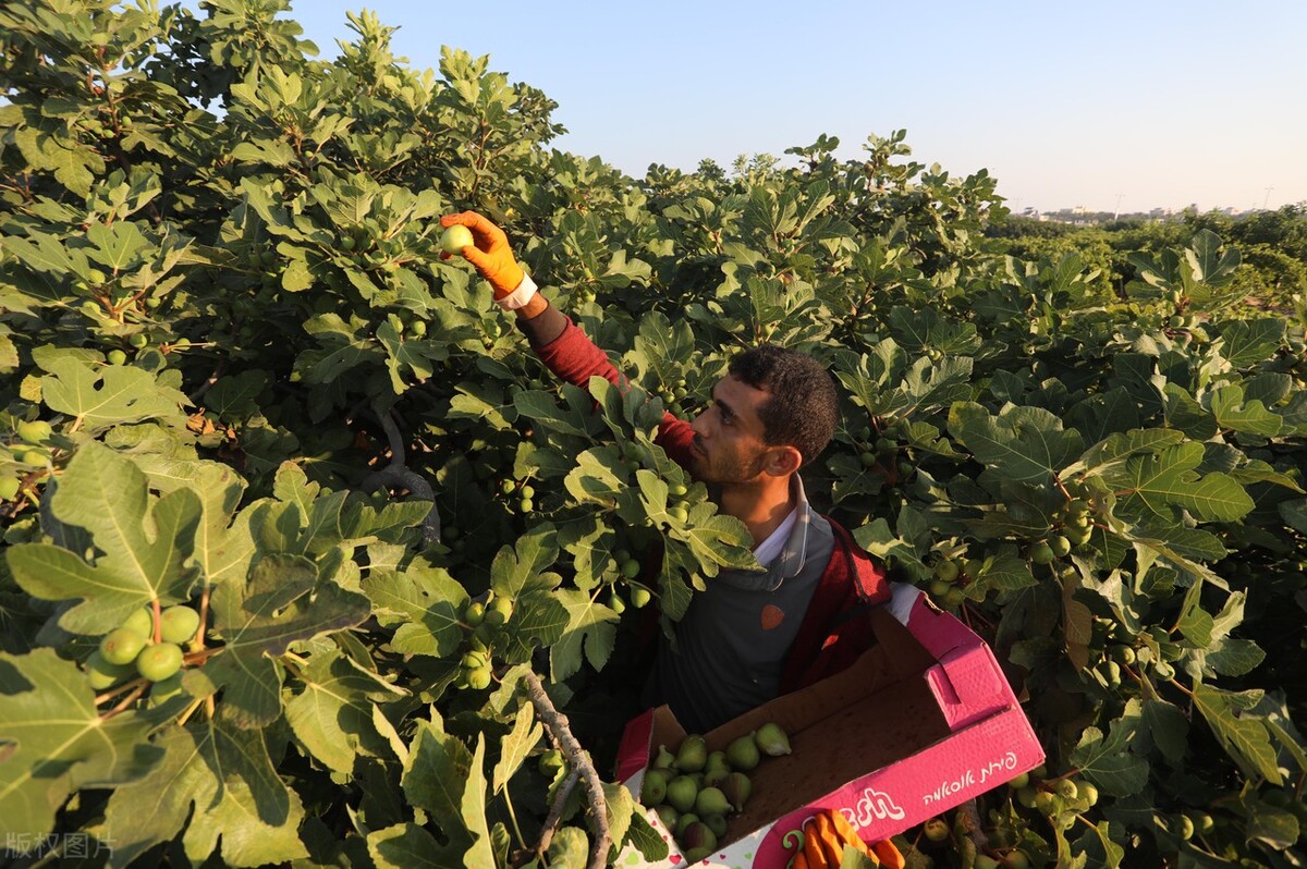 40亩无花果种植前景,无花果种植一亩能赚多少钱