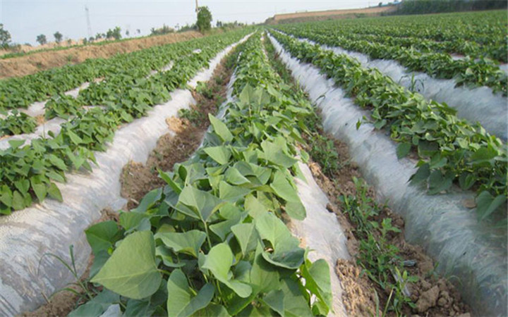 红薯栽后多少天进入膨大期,夏季秧苗下雨应该怎样管理