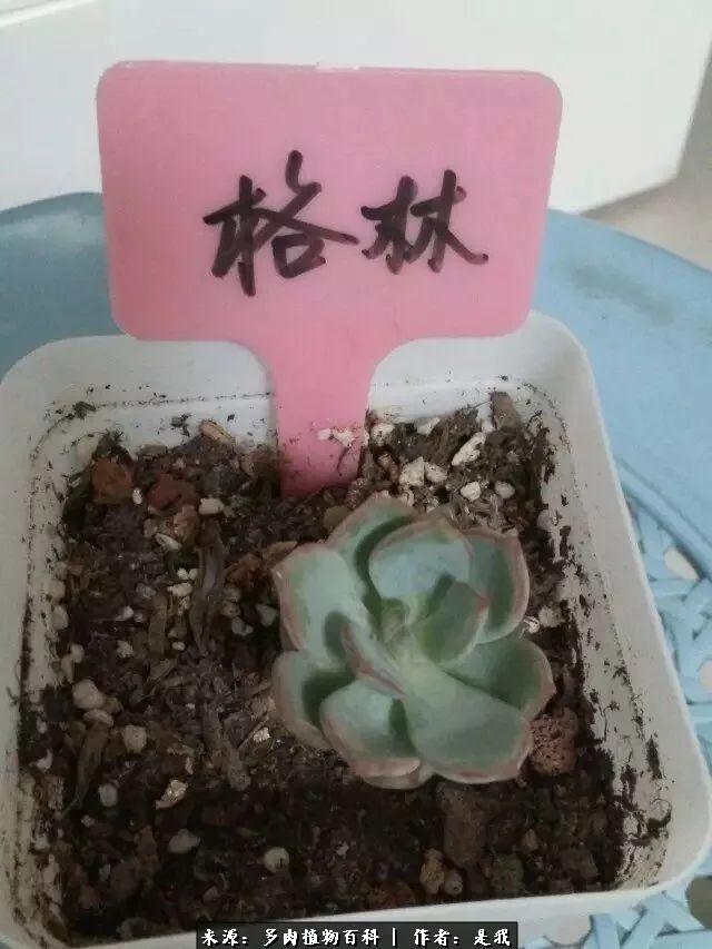 偶遇多肉的感言,偶遇山中多肉