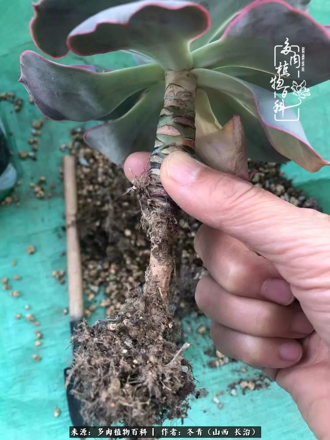 新手养多肉知道这4点打好基础,阳台上养多肉的正确方法