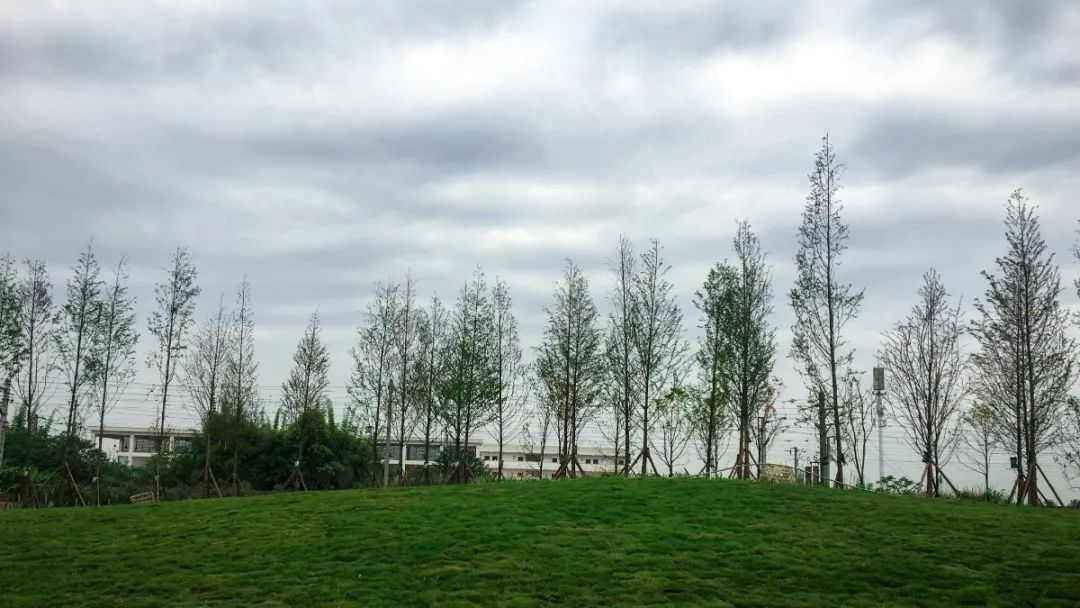 彭山竹韵廊在什么地方,彭山区竹韵廊公园航拍