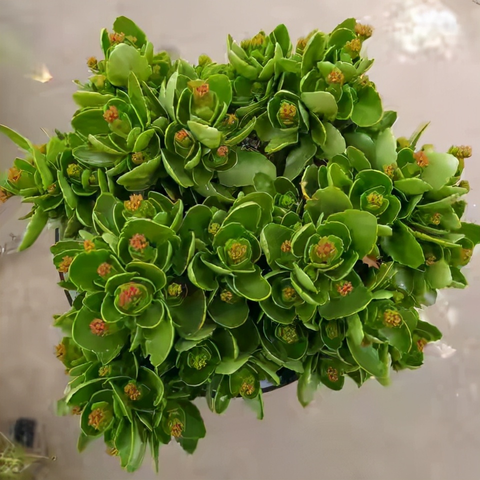 越养越吉利的三种花有哪些,玫瑰花老桩用大盆还是小盆栽培