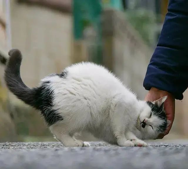 被猫咪调戏怎么办,猫咪被阿姨骚扰